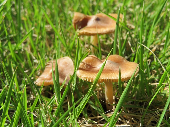 年10月日 なぜか芝生にキノコが 今日の風に吹かれましょう