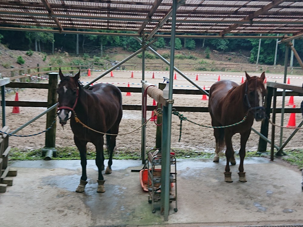 今日は 冷たい雨になってしまいました_e0145441_23033154.jpg