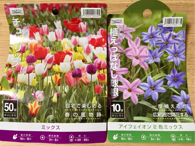 チューリップ アイフェイオン 球根を植えました 島美砂 ゆるゆる田舎生活 チューリップ アイフェイオン 球根を植えました 島美砂 ゆるゆる田舎生活