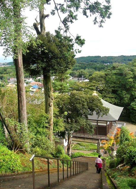 <2020年秋>奥武蔵「日和田山」(職場仲間登山)&渡来人の里「高麗郷」(日高市)_c0119160_06373457.jpg
