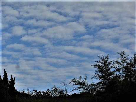 これぞ秋の雲_e0175370_11432828.jpg