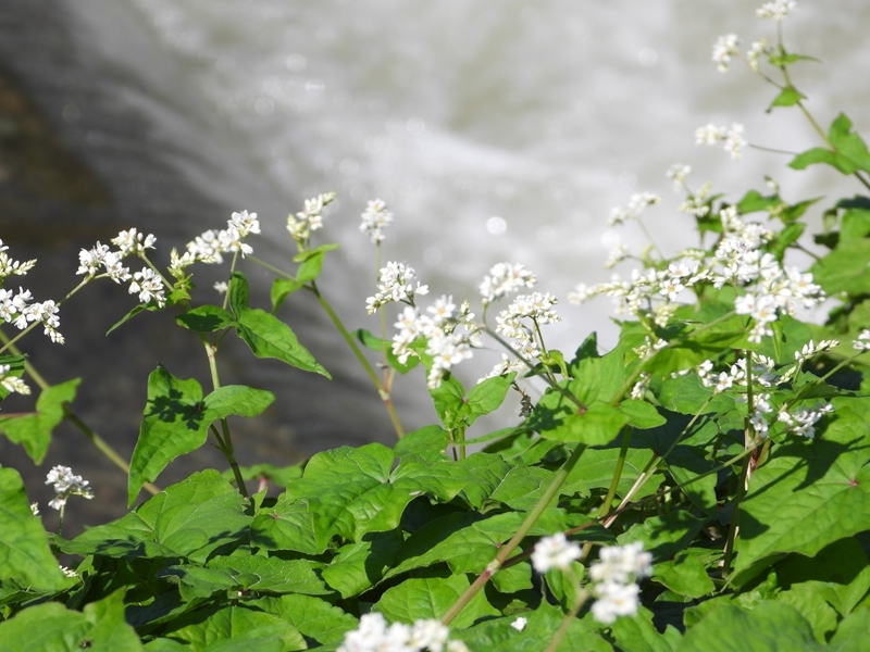 秋の野花 トレヲのブログ ３
