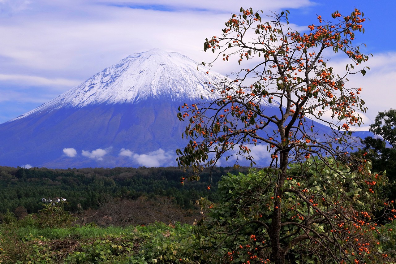 新雪富士山と柿の実_a0188405_22340426.jpg