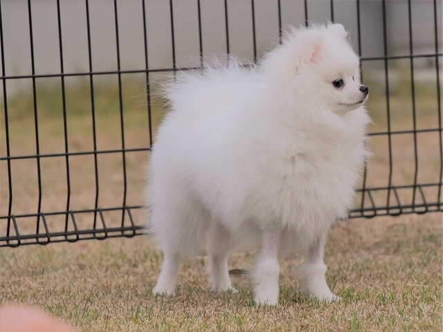 ハッピーが子犬に戻っていく_d0360206_23201377.jpg