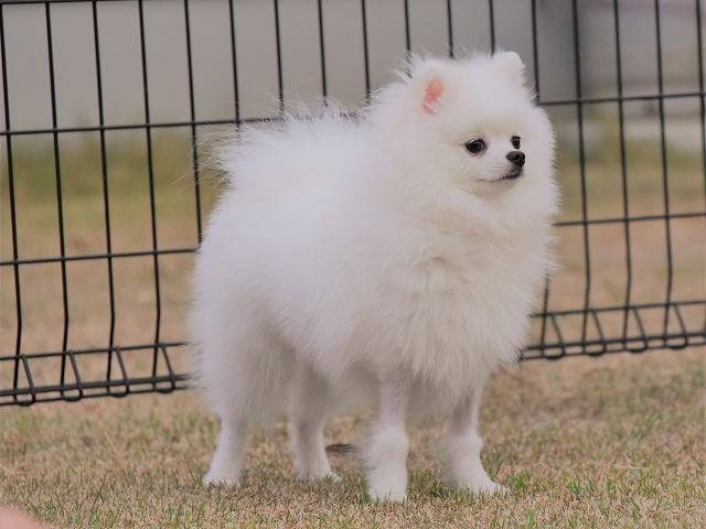 ハッピーが子犬に戻っていく_d0360206_23201660.jpg