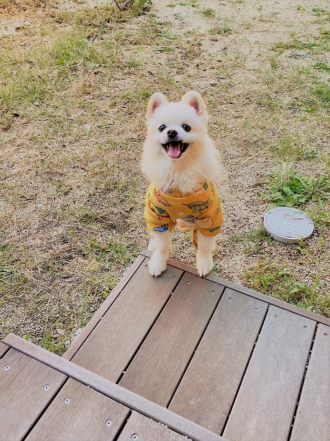 ハッピーが子犬に戻っていく_d0360206_23203207.jpg