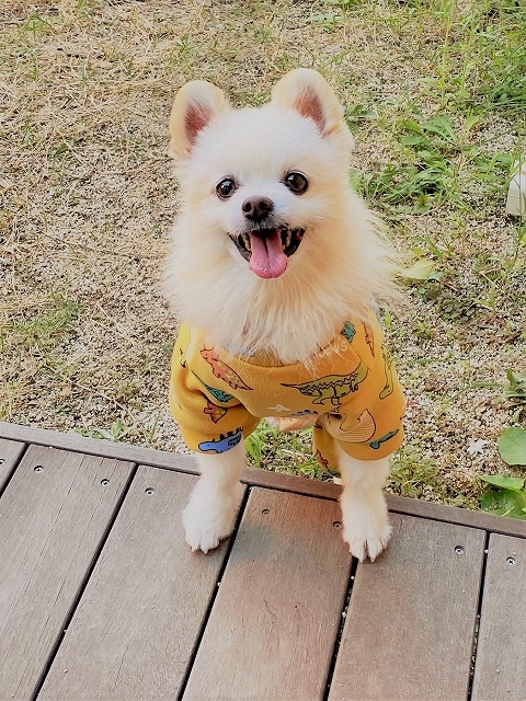 ハッピーが子犬に戻っていく_d0360206_23203960.jpg
