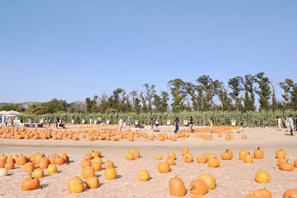 pumpkin patch 2020*_c0395907_15352342.jpg