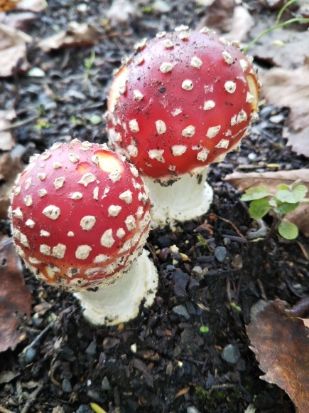 今年は見つけた庭の赤いキノコ ちゃたろうとゆきまま日記