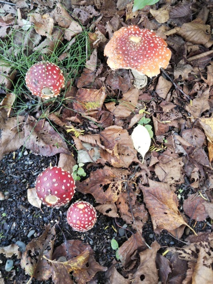 今年は見つけた庭の赤いキノコ ちゃたろうとゆきまま日記