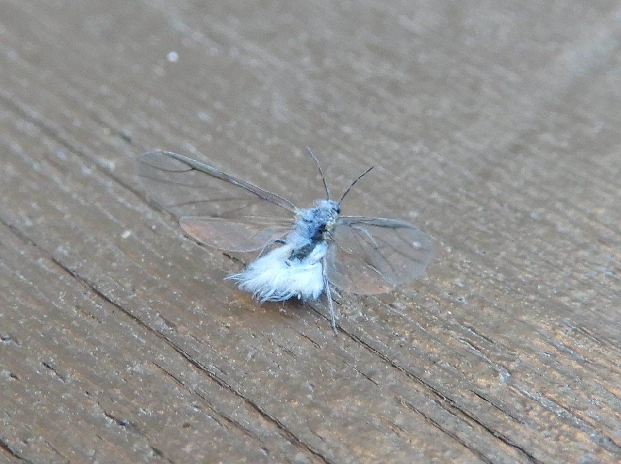 ユキムシの季節_c0025115_21325869.jpg