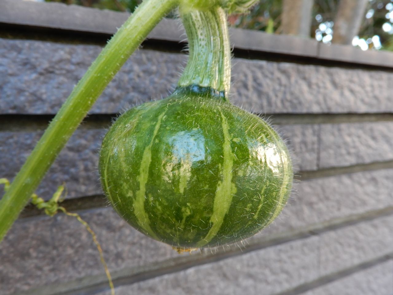 ユキムシの季節_c0025115_21552853.jpg