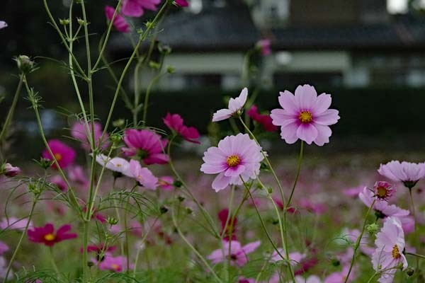 コスモス畑 小美玉市 ひな日記
