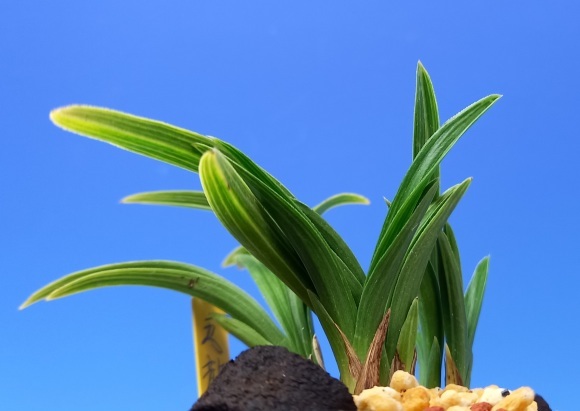 韓国春蘭 (仮)五龍 : 蘭万園日記