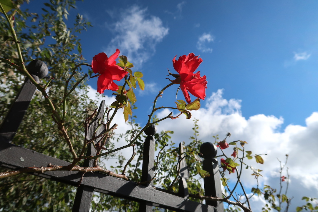 秋色のラヴェルナに今も咲くバラとヒナゲシ_f0234936_07262275.jpg