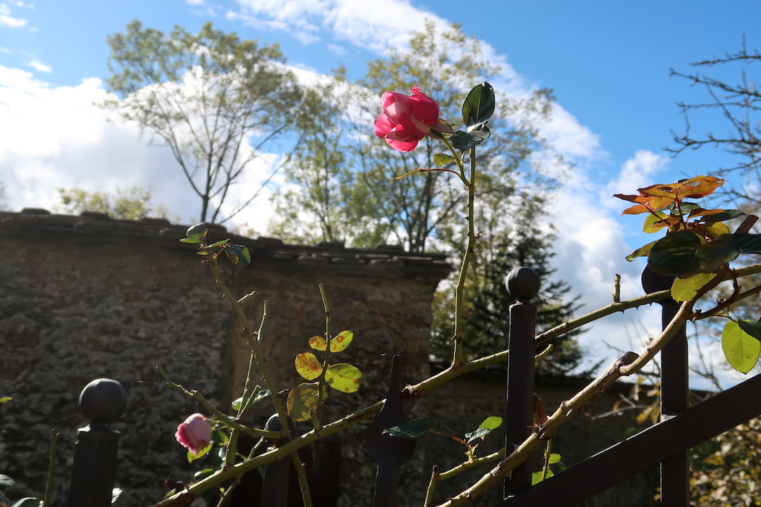 秋色のラヴェルナに今も咲くバラとヒナゲシ_f0234936_07284442.jpg