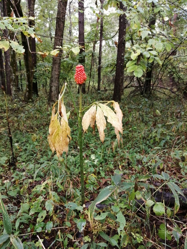 マムシグサを薬に変える。_d0180447_15321529.jpeg