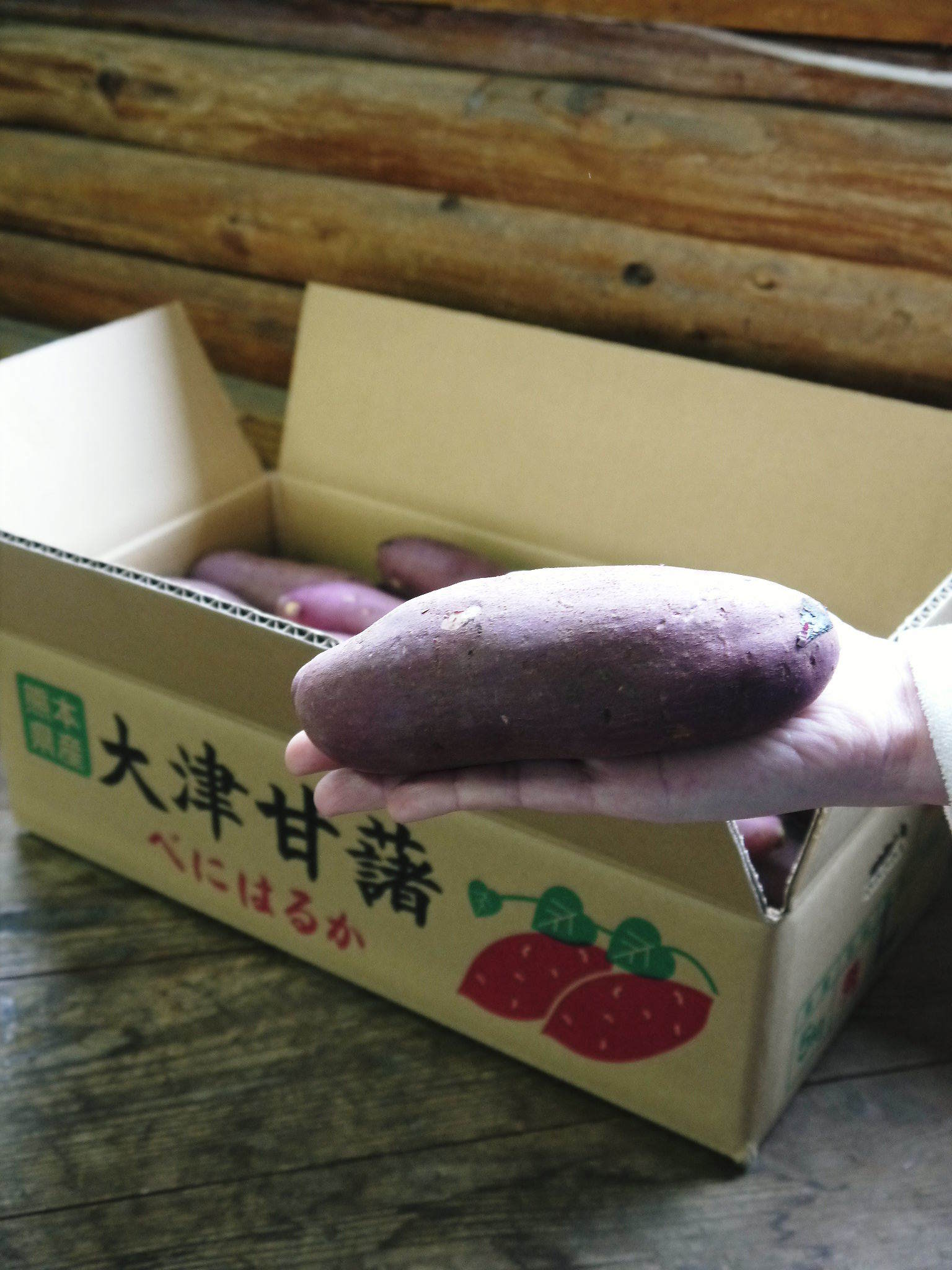 熊本産大津甘藷『からいも(サツマイモ)』からいも栽培50年の匠のからいも新規販売と初出荷日決定!(前編)_a0254656_17343391.jpg