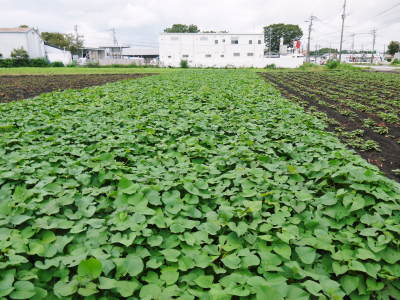熊本産大津甘藷『からいも(サツマイモ)』からいも栽培50年の匠のからいも新規販売と初出荷日決定!(前編)_a0254656_17552129.jpg