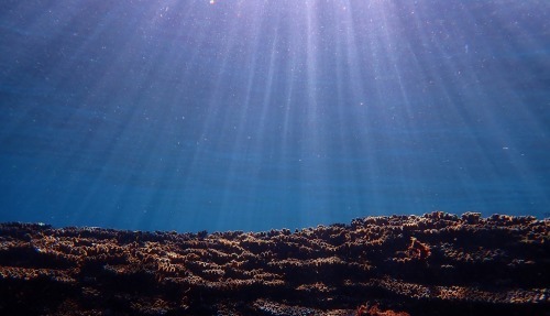 8月10日~16日 家からスノーケル_b0160957_09565969.jpg