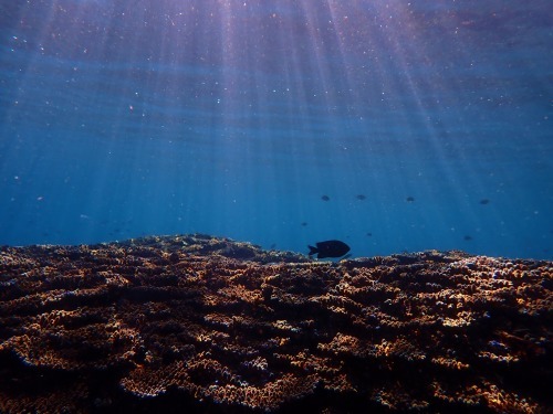 8月10日~16日 家からスノーケル_b0160957_09573695.jpg