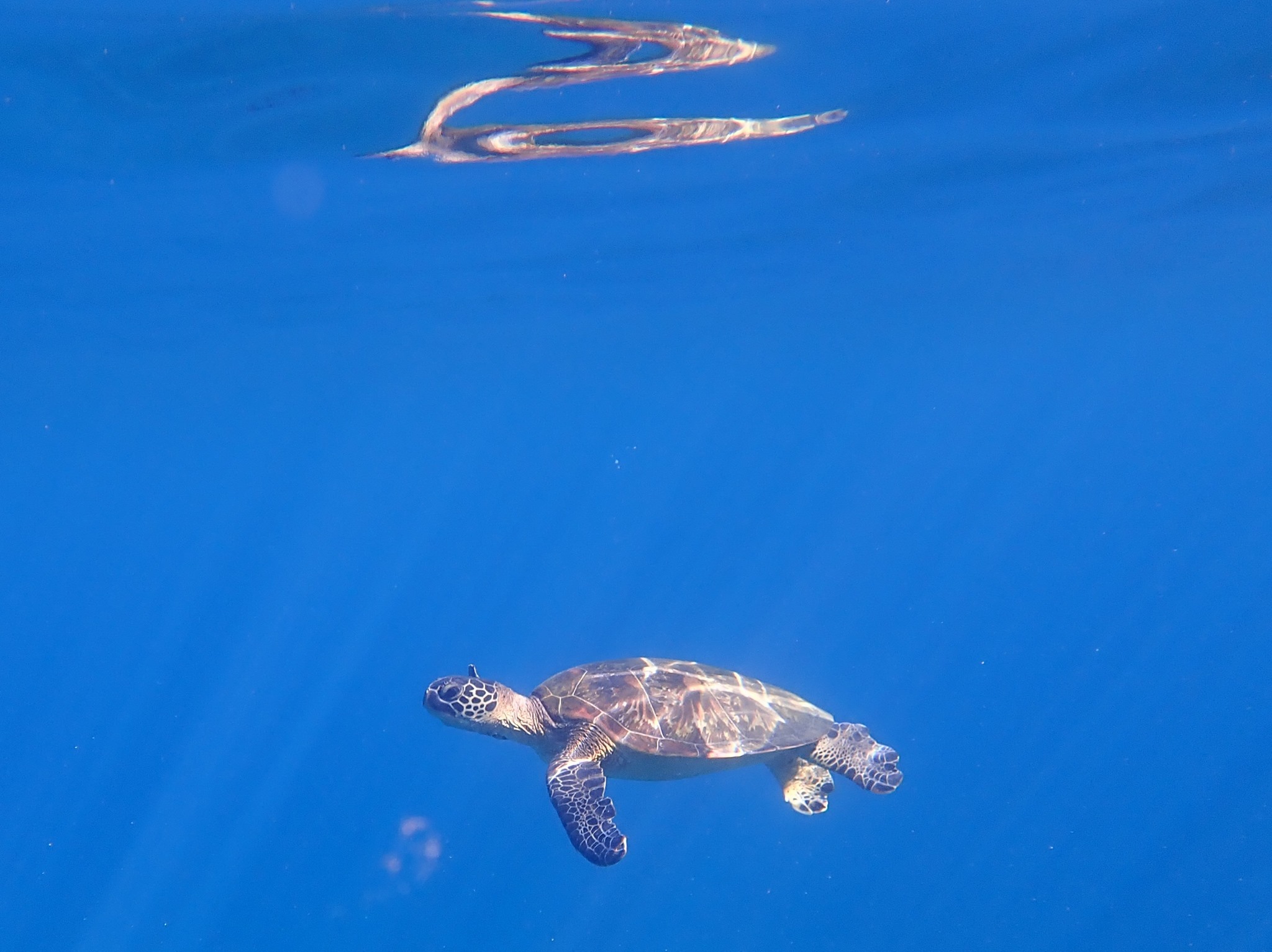 8月10日~16日 家からスノーケル_b0160957_10143293.jpg