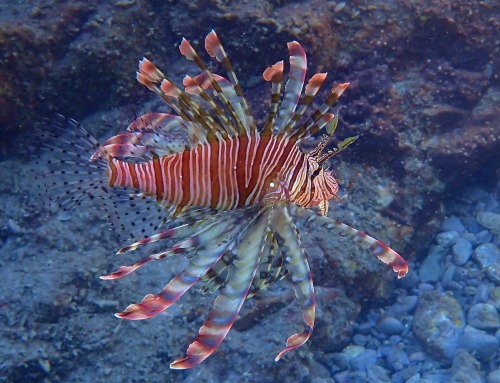 8月10日~16日 家からスノーケル_b0160957_10231268.jpg