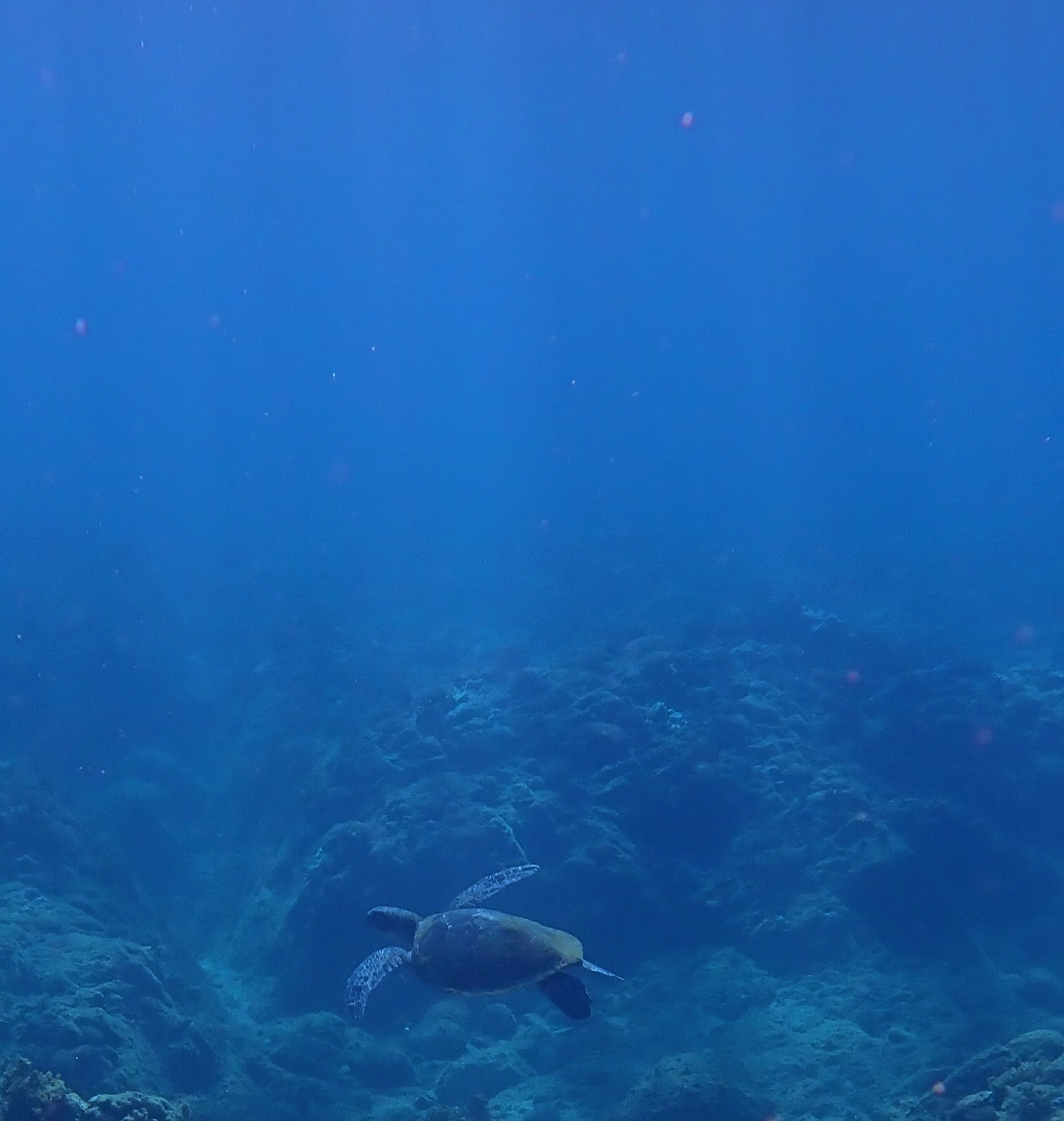 8月10日~16日 家からスノーケル_b0160957_10232774.jpg