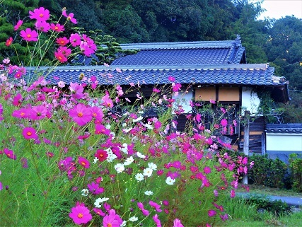 赤向坂、古民家と秋桜_e0175370_08470821.jpg