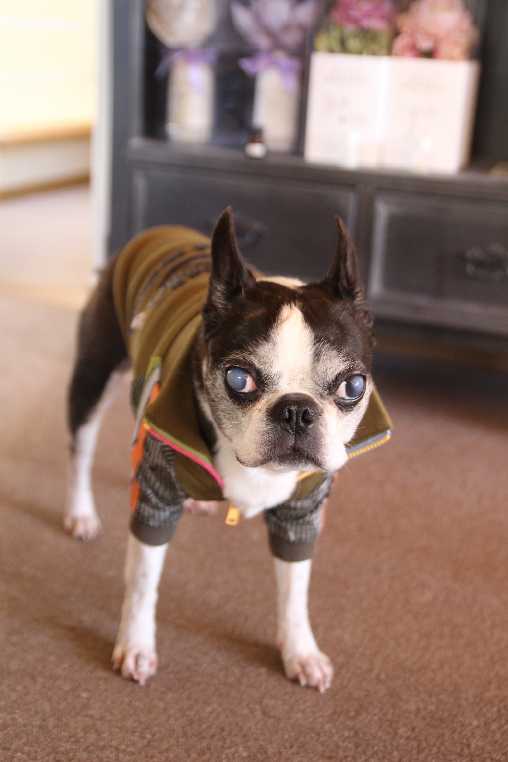 しんけんジョジョ 雑貨屋regaブログ