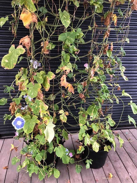 血液検査の結果3(10月12日)_c0257276_14575763.jpg
