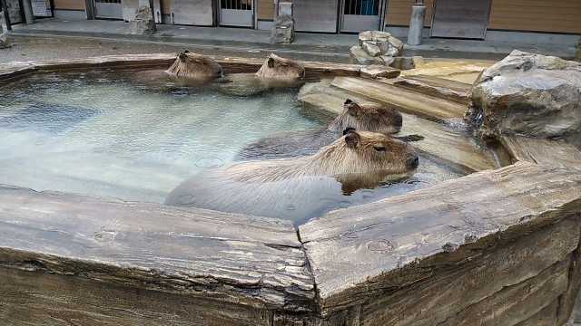 雨の動物園_f0228680_09342689.jpg