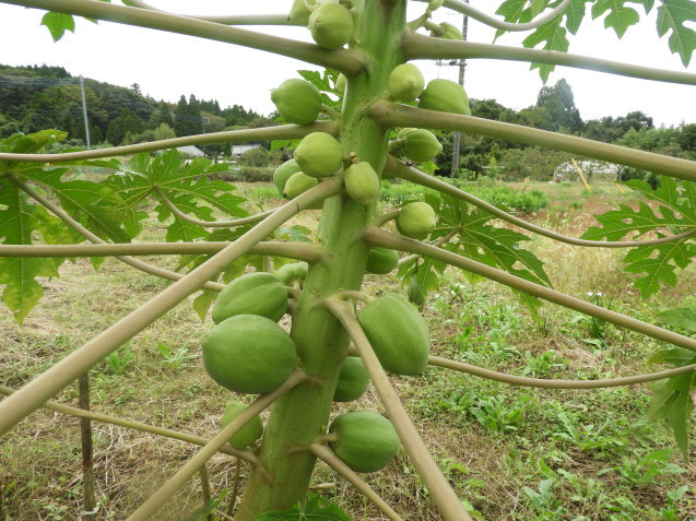 大多喜の秋_a0157088_21373524.jpg