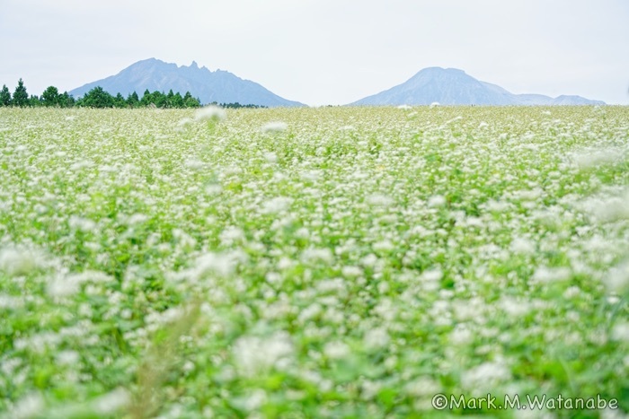 波野の蕎麦畑_e0135098_22423969.jpg
