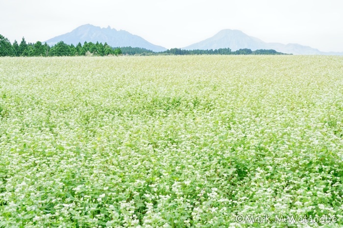 波野の蕎麦畑_e0135098_22425007.jpg