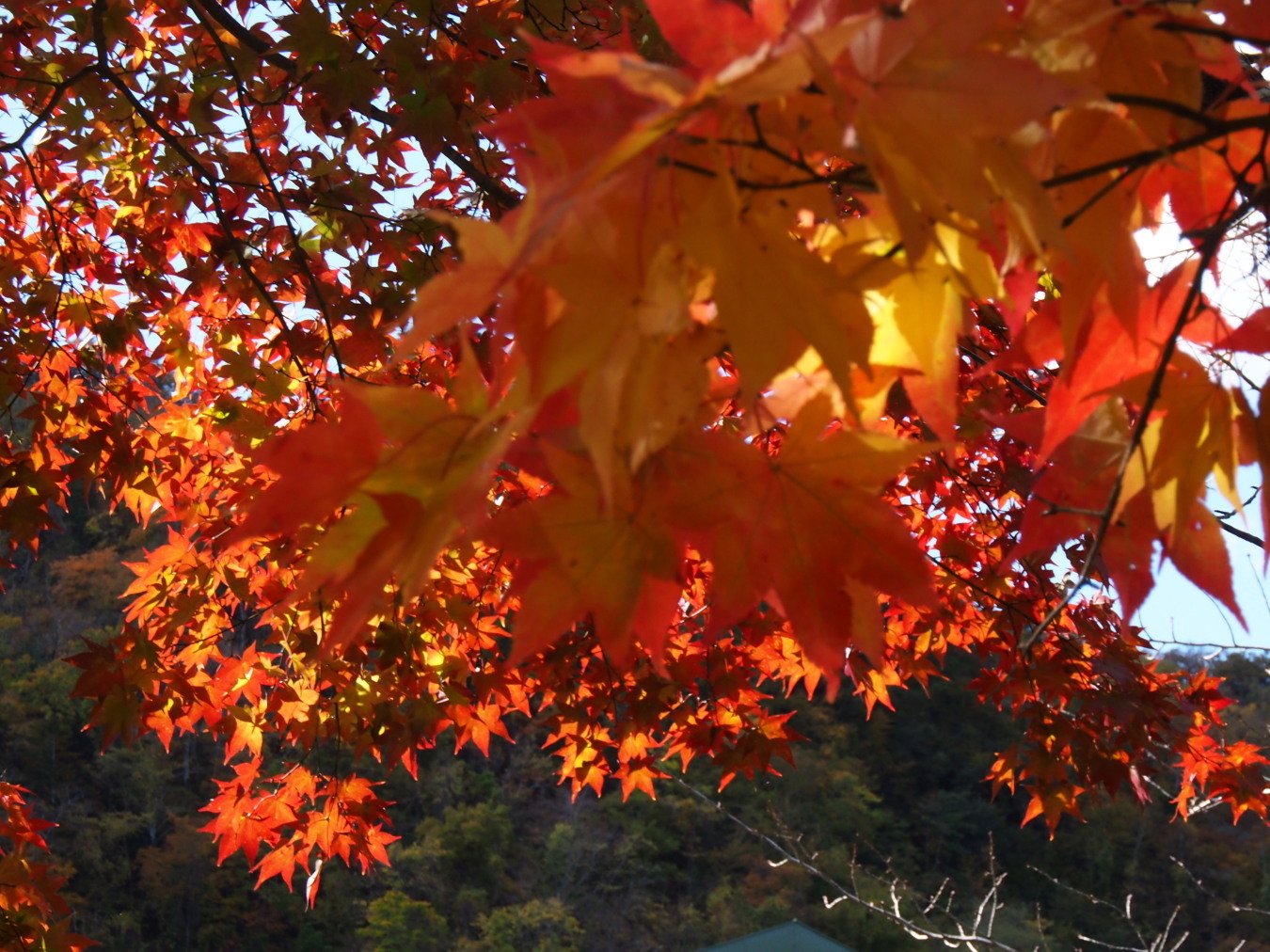 夕張　滝の上公園の紅葉　10/17_c0360399_21020508.jpg