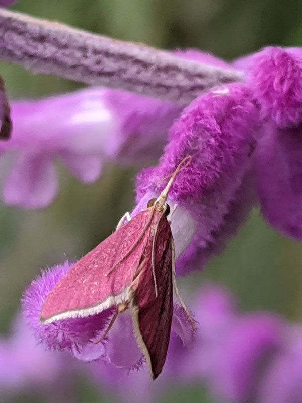 きれいなピンク色の小さな蛾を見つけました 昆虫ブログ むし探検広場