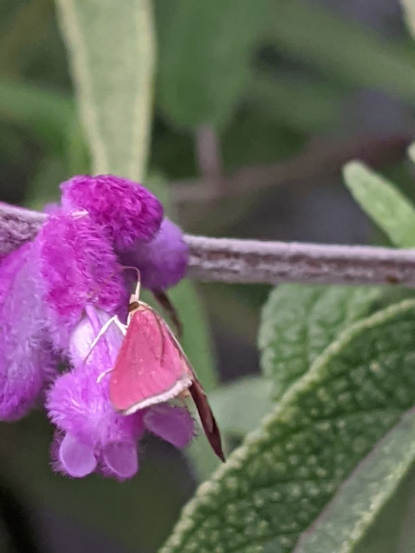 きれいなピンク色の小さな蛾を見つけました 昆虫ブログ むし探検広場