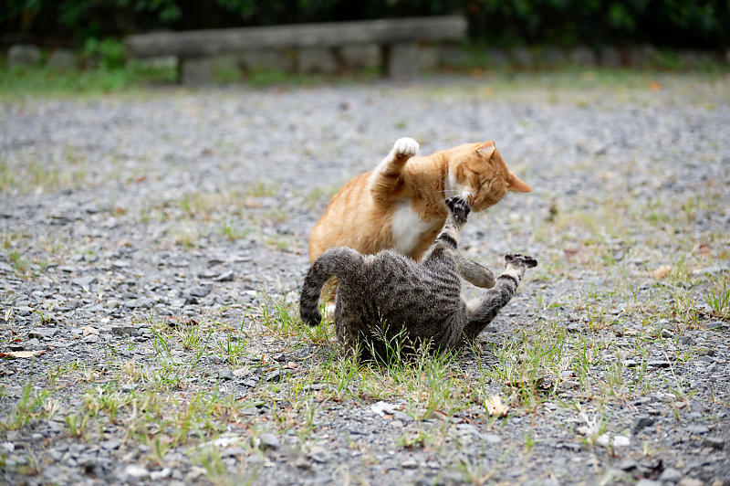 町角ニャンコ・若ニャンコ_f0032011_19365680.jpg