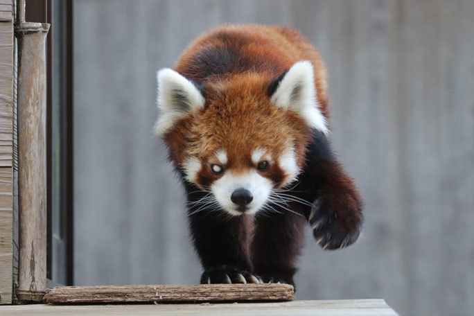 レッサーパンダ 風太 千葉市動物公園 December 19 続々 動物園ありマス レッサーパンダ 風太 千葉市動物公園 December 19 続々 動物園ありマス