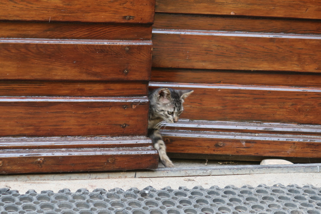 オルヴィエート岩のおうちの子猫ちゃん_f0234936_06383804.jpg