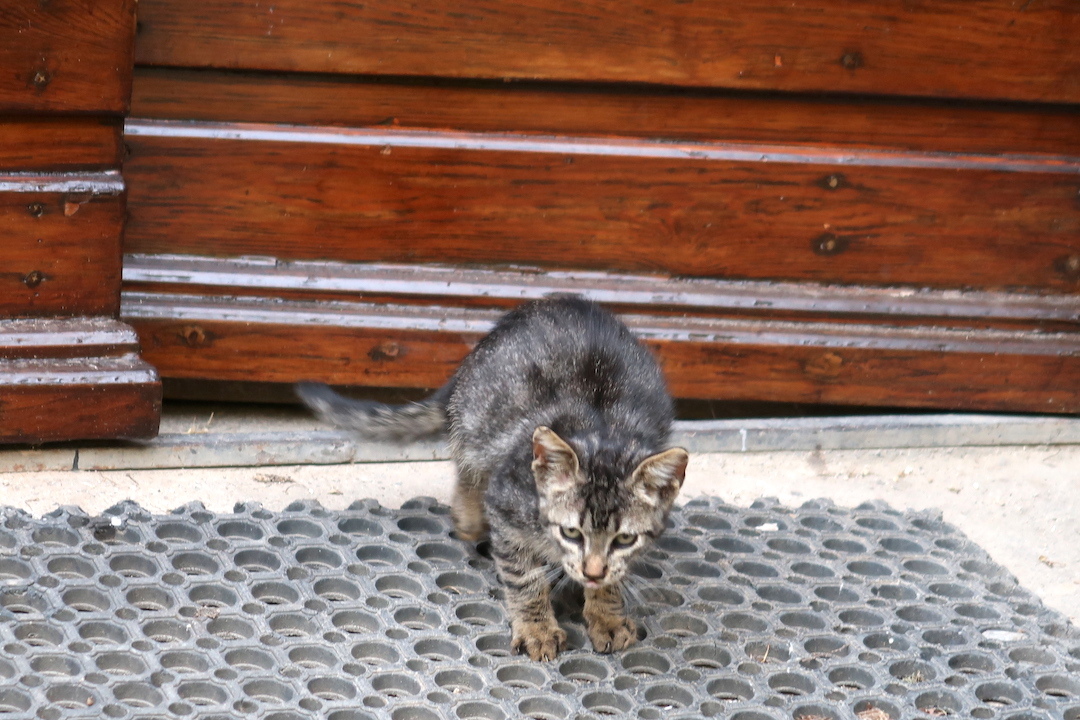 オルヴィエート岩のおうちの子猫ちゃん_f0234936_06392298.jpg