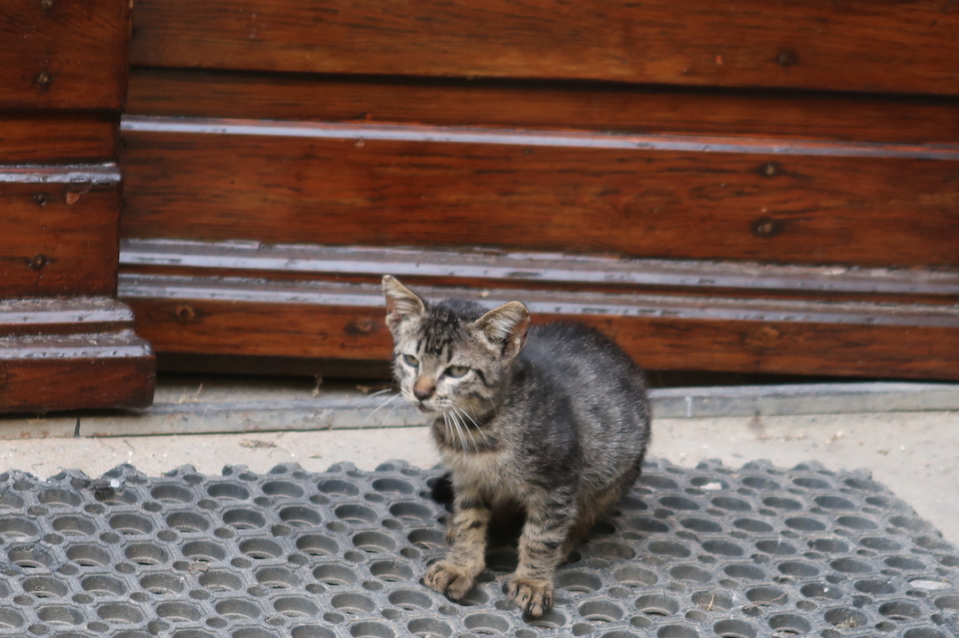 オルヴィエート岩のおうちの子猫ちゃん_f0234936_06400904.jpg