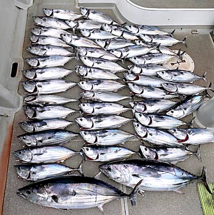志摩沖・安乗はカツオ好釣_f0009039_13504576.jpg