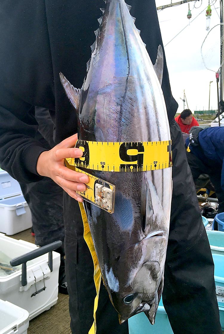 志摩沖・安乗はカツオ好釣_f0009039_14012527.jpg