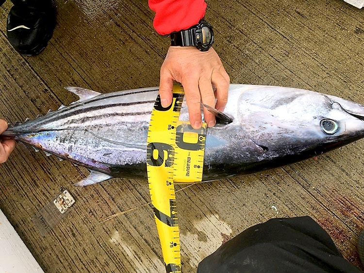 志摩沖・安乗はカツオ好釣_f0009039_14013512.jpg