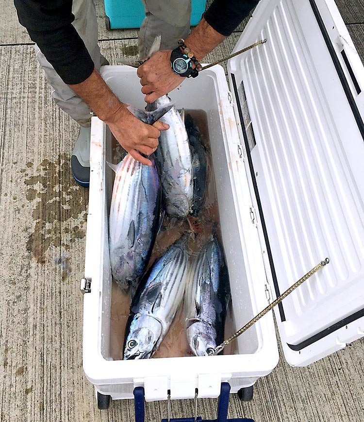 志摩沖・安乗はカツオ好釣_f0009039_14014566.jpg