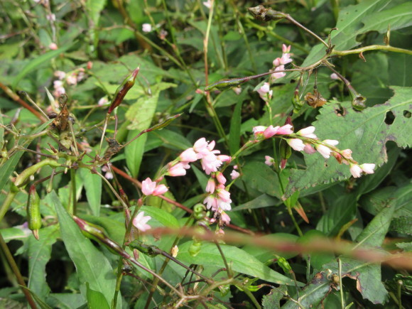 六甲高山植物園_d0154954_18370950.jpg
