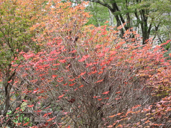 六甲高山植物園_d0154954_18390623.jpg