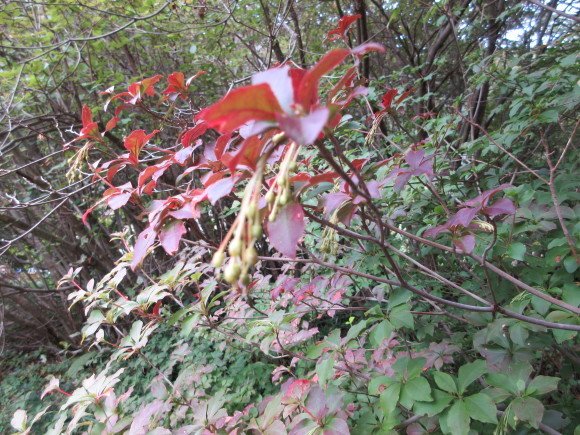 六甲高山植物園_d0154954_18415407.jpg
